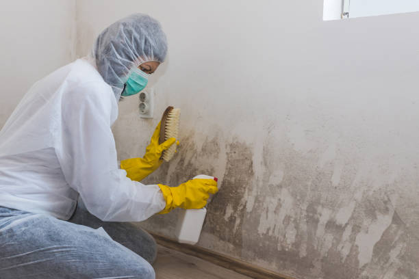 Best Mold Damage Repair  in Marion Oaks, FL
