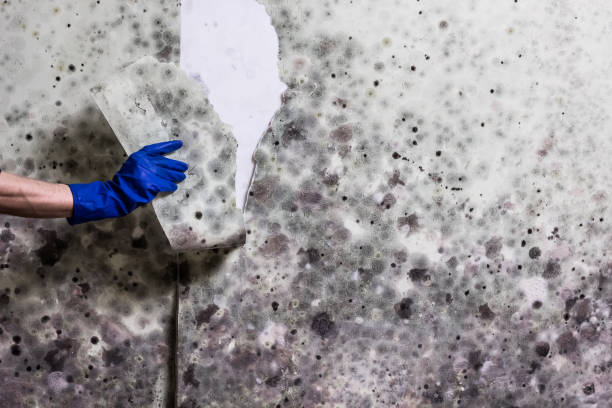 Best Attic Mold Removal  in Marion Oaks, FL
